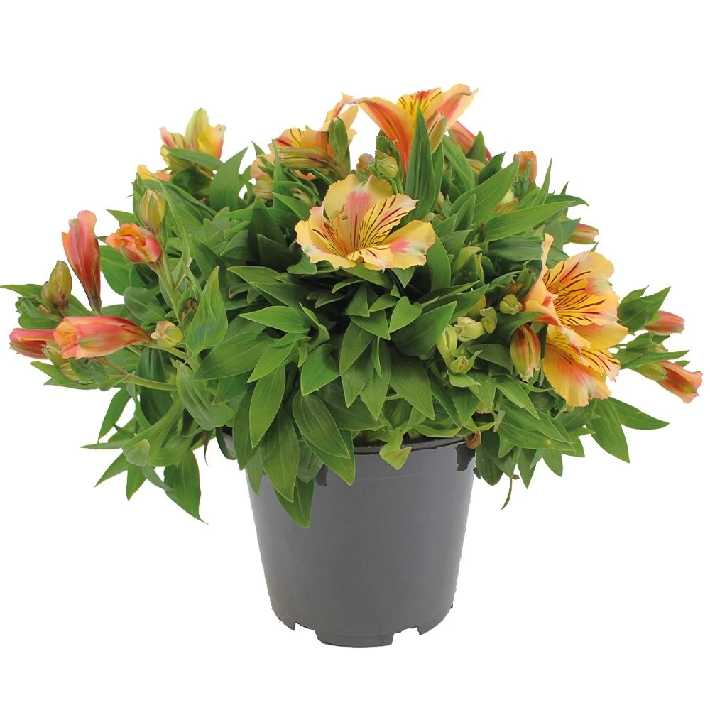 Alstroemeria, In 19cm-pot 2 Alstroemeria, In 19cm-pot
