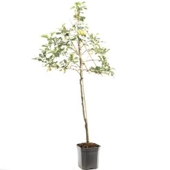 Appelboom (Malus Dom. Golden Delicious Leivorm), In Pot