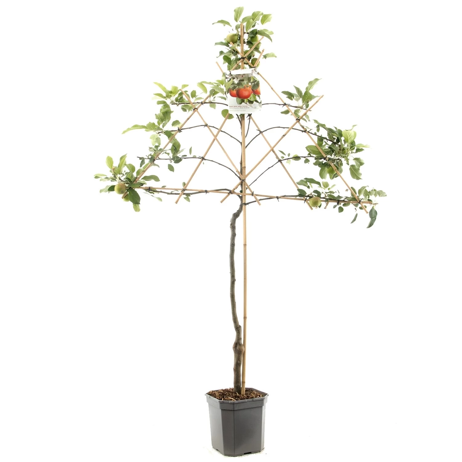 Appelboom (Malus Dom. Rode Boskoop Leivorm), In Pot 3 Appelboom (Malus Dom. Rode Boskoop Leivorm), In Pot