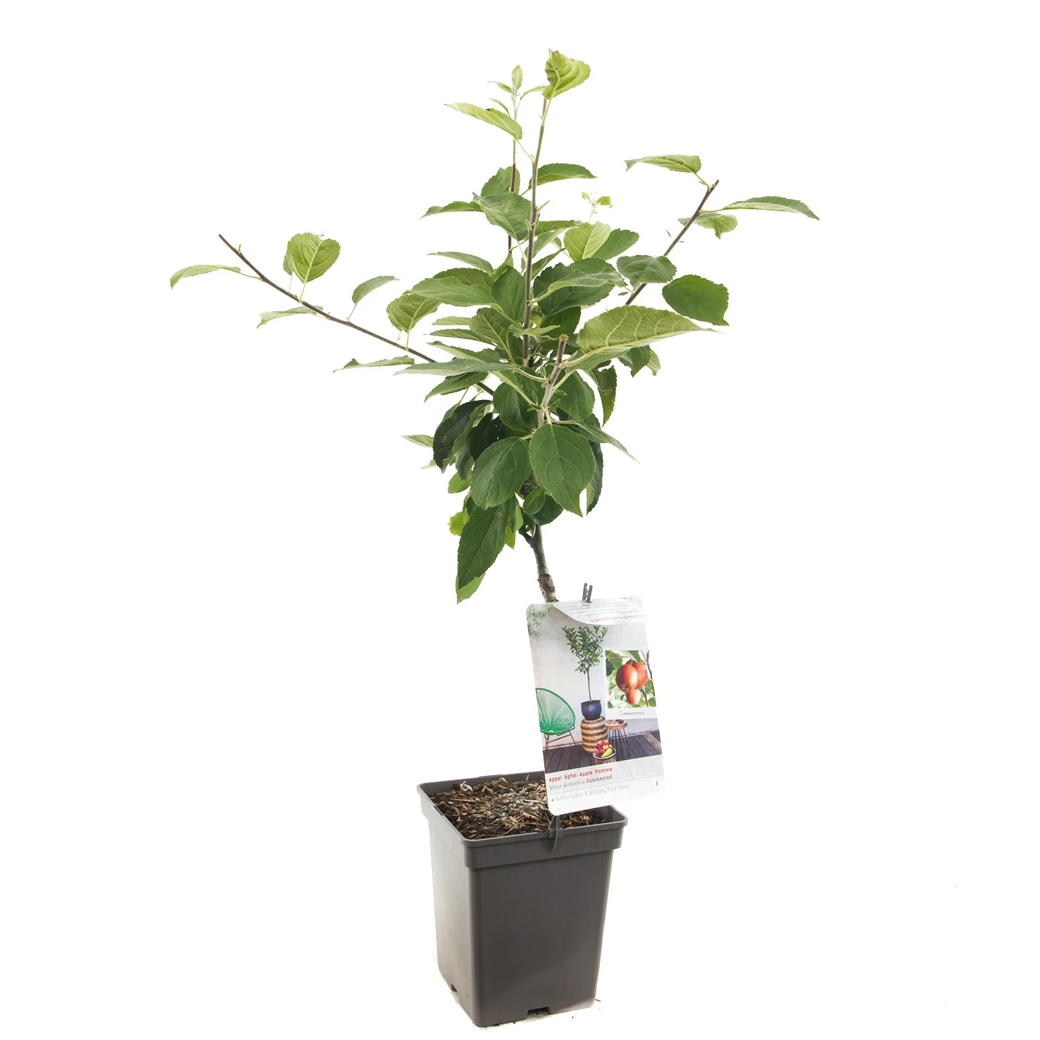 Appelboom (Malus Dom. Summerred Patio), In Pot 3 Appelboom (Malus Dom. Summerred Patio), In Pot