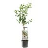 Appelboom Wonder Tree Delcorf -Tuin Verkoop appelboom wonder tree delcorf 1500x1500 624ecdbba8642 l
