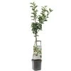 Appelboom Wonder Tree Elstar -Tuin Verkoop appelboom wonder tree elstar 1500x1500 624ecd213249e l