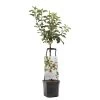 Appelboom Wonder Tree Santana 2 Appelboom Wonder Tree Santana -Tuin Verkoop appelboom wonder tree santana 1500x1500 624ece981098b l