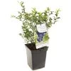 Blauwe Bessenstruik (Vaccinium Corymbosum Hortblue Petit), In Pot -Tuin Verkoop blauwe bes vaccinium corymbosum hortblue petit 1096x1096 623c76960e07a l