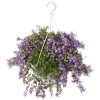 Campanula Addenda, In 27cm-hangpot -Tuin Verkoop campanula addenda in 27cm hangpot 1000x1000 625ecc0a4bfff l