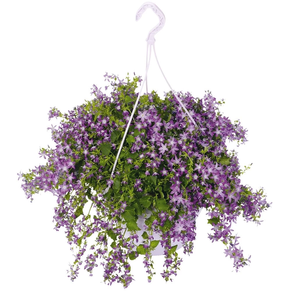 Tuin Verkoop -Tuin Verkoop campanula addenda in 27cm hangpot 1000x1000 625ecc0a4bfff l