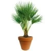 Chamaerops Palm 90cm Hoog, In 24cm-pot -Tuin Verkoop chamaerops palm 90cm hoog in 24cm pot 1000x1000 625410ac5d8c3 l