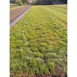 Daktuin Sedumtray Wildflower (per M²) -Tuin Verkoop daktuin sedumtray wildflower per m 800x800 6287455890b51 l