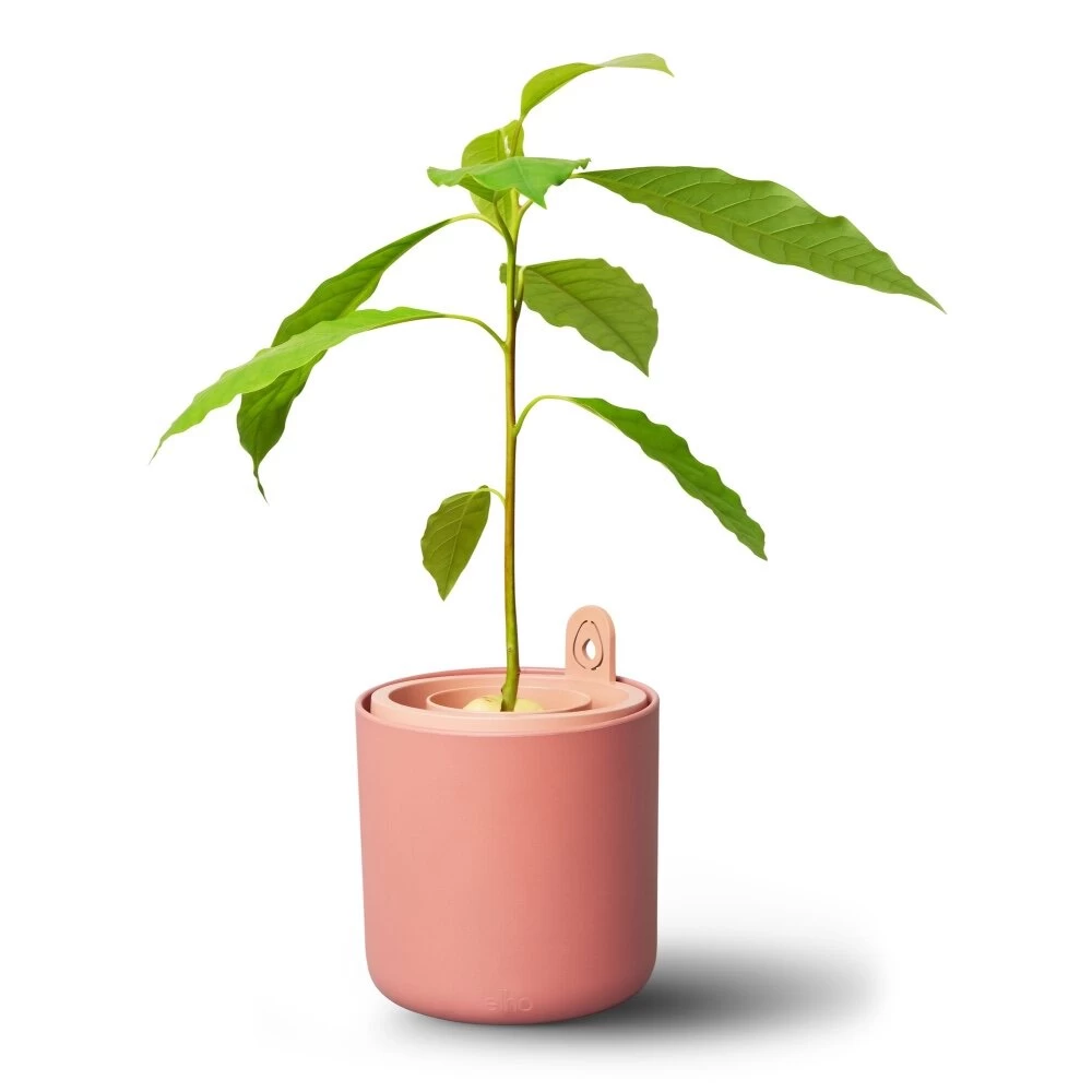 Elho Amazing Avocado Pot Bruin 4 Elho Amazing Avocado Pot Bruin - Afbeelding 2