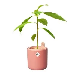 Elho Amazing Avocado Pot Bruin 13 Elho Amazing Avocado Pot Bruin -Tuin Verkoop elho amazing avocado pot bruin 1000x1000 64aeba7c1a4a9 l