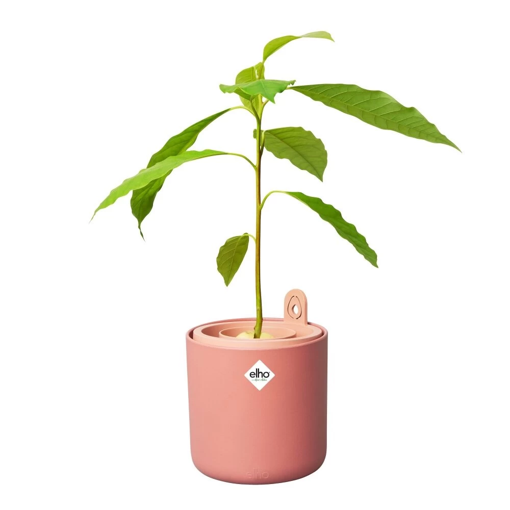 Elho Amazing Avocado Pot Bruin 5 Elho Amazing Avocado Pot Bruin - Afbeelding 3