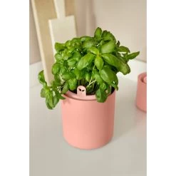 Elho Bouncy Basil Bruin -Tuin Verkoop elho bouncy basil bruin 1000x1000 64aebaf45ffae l