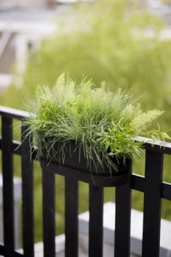 Elho Plantenbak Greenville Easy Balcony 52cm Zwart 10 Elho Plantenbak Greenville Easy Balcony 52cm Zwart -Tuin Verkoop elho plantenbak greenville easy balcony 52cm zwart 534x800 620e3d739f18a l