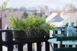 Elho Plantenbak Greenville Easy Balcony 52cm Zwart 11 Elho Plantenbak Greenville Easy Balcony 52cm Zwart -Tuin Verkoop elho plantenbak greenville easy balcony 52cm zwart 800x534 620e3d73e2a5d l