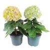Hortensia Avantgarde, In 23cm-pot -Tuin Verkoop hortensia avantgarde in 23cm pot 1000x1000 641d698b8e43f l