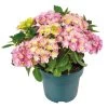 Hortensia Double Dutch, In 23cm-pot 1 Hortensia Double Dutch, In 23cm-pot -Tuin Verkoop hortensia double dutch in 23cm pot 1000x1000 641d68c0ec818 l