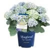 Hortensia Magical, In 23cm-pot -Tuin Verkoop hortensia magical in 23cm pot 1000x1000 641d69dbe002f l