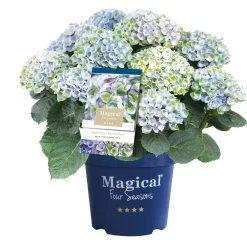 Hortensia Magical, In 23cm-pot