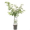 Kersenboom Wonder Tree Sunburst -Tuin Verkoop kersenboom wonder tree sunburst 1500x1500 624eceb9e9e58 l