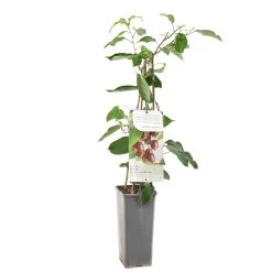 Kiwibes (Actinidia Arguta Ken's Red), In Pot