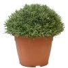 Lavendel, In 30cm-pot -Tuin Verkoop lanvendel in 30cm pot 800x800 62273561adc92 l