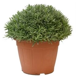 Tuin Verkoop -Tuin Verkoop lanvendel in 30cm pot 800x800 6229b6c0e8450 l