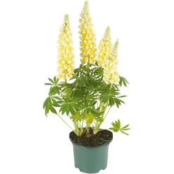Lupine, In 23cm-pot