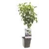 Perenboom (Pyrus Comm. Beurré Hardy Patio), In Pot -Tuin Verkoop peer pyrus comm beurre hardy patio 1500x1500 623c76e829ff3 l