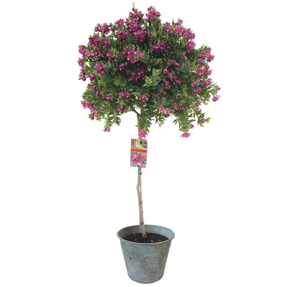 Polygala Op Stam, In 21cm-pot 3 Polygala Op Stam, In 21cm-pot