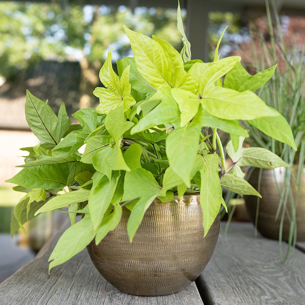 Pot Rowen Gold D22 H17 4 Pot Rowen Gold D22 H17 - Afbeelding 2