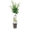 Pruimenboom Wonder Tree Opal -Tuin Verkoop pruimenboom wonder tree opal 1416x1416 624eccba0296f l