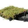 Daktuin Sedumtray Eco (per M²) -Tuin Verkoop sedumtray eco per m 1600x1200 62861f3669786 l