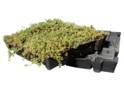 Daktuin Sedumtray Eco (per M²)