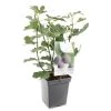 Vijgenboom (Ficus Carica Brown Turkey), In Pot -Tuin Verkoop vijg ficus carica brown turkey 1500x1500 623c76aa6c05a l