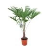 Winterharde Palm 150cm Hoog, In 35cm-pot 1 Winterharde Palm 150cm Hoog, In 35cm-pot -Tuin Verkoop winterharde palm 150cm hoog in 35cm pot 1000x1000 6255853d235f6 l